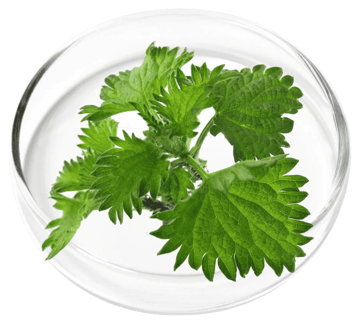Chlorophyllin ingredient in OxyDental Pro
