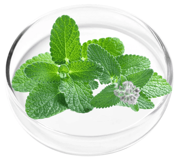 Peppermint ingredient in OxyDental Pro